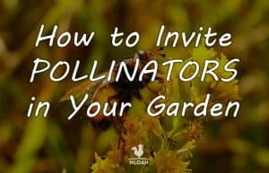attracting pollinators featured