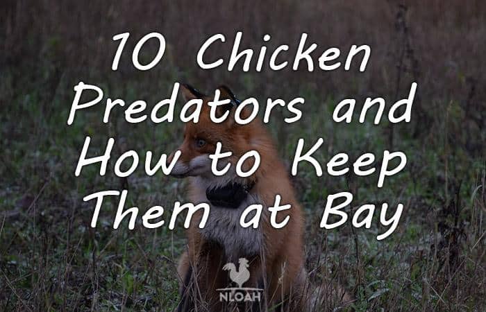 chicken predators featured