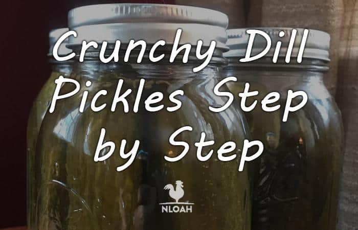 crunchy dill pickles featured