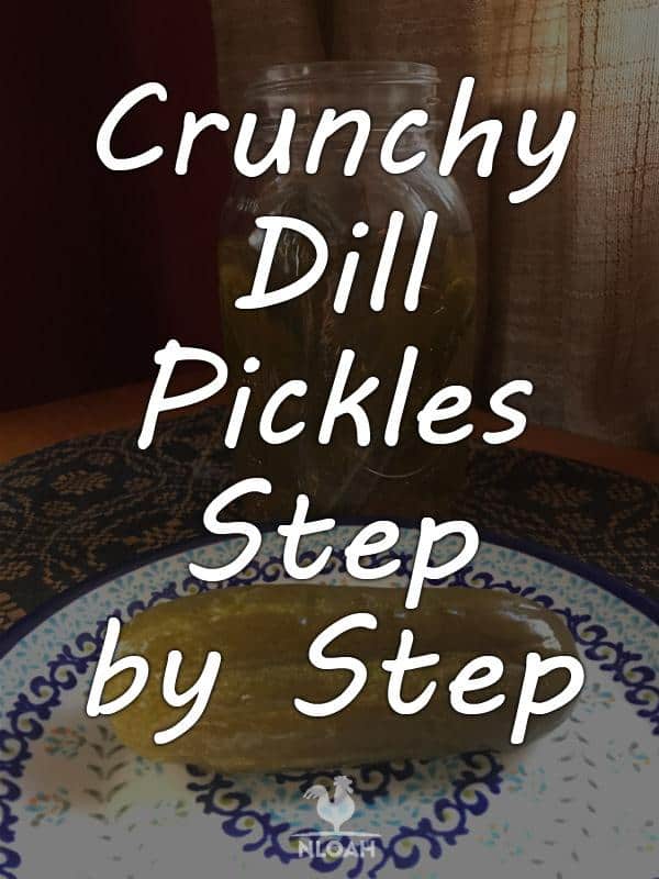 crunchy dill pickles pinterest