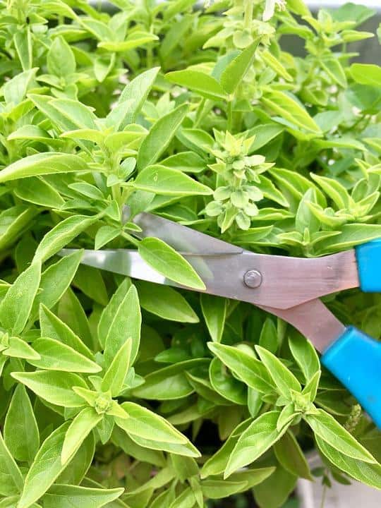 harvesting basil with scissors