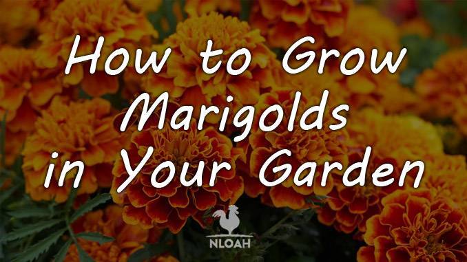 growing marigolds cover