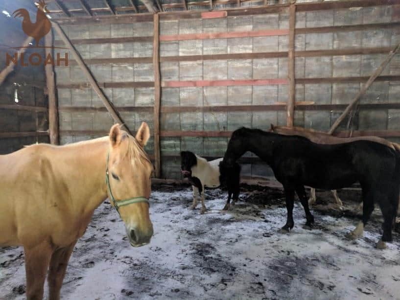 horses inside the barn
