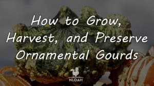 how to grow ornamental gourds cover