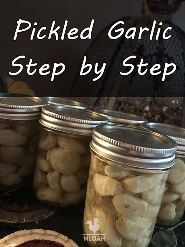 how to pickle garlic pinterest