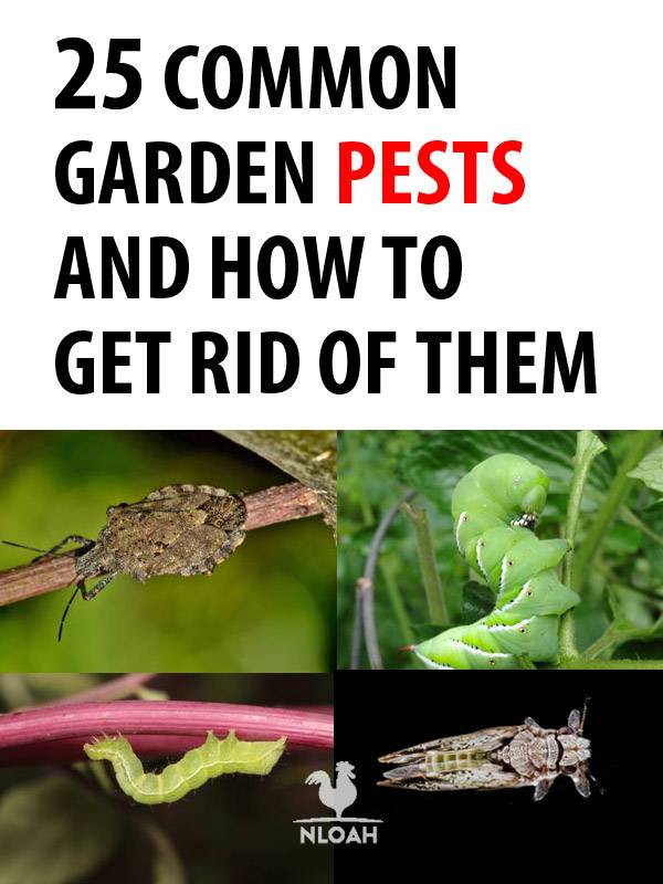 garden pests pinterest