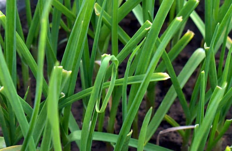 garlic grass
