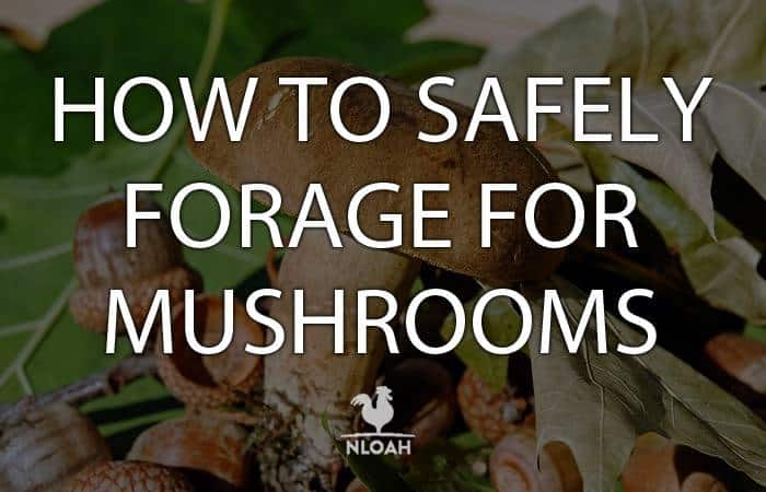 mushroom foraging logo