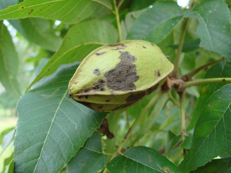 hickory nuts