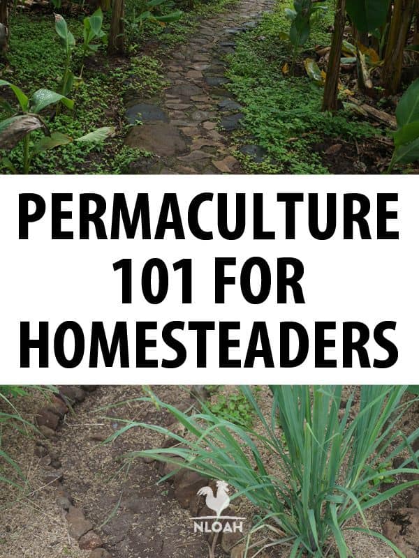 permaculture 101 pinterest