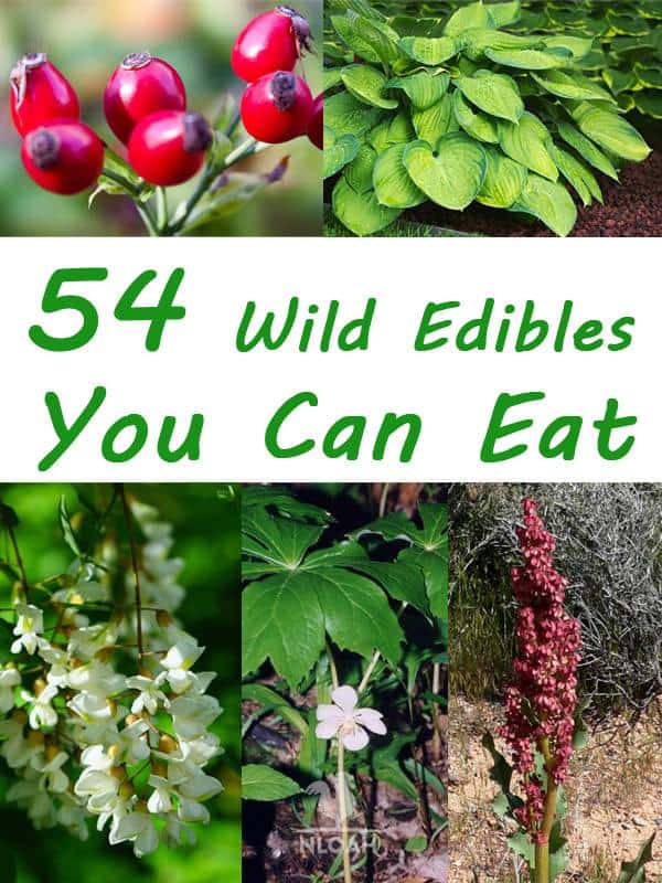 wild edibles