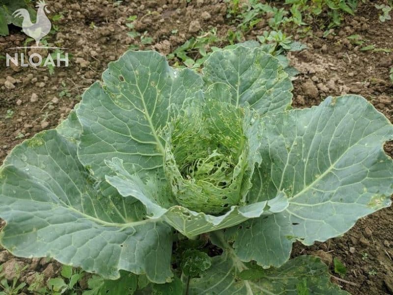 cabbage plant eaten by Japanese beetles