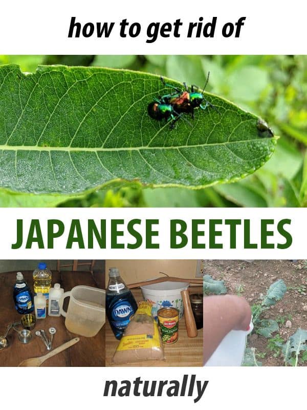 getting rid_of Japanese beetle pinterest