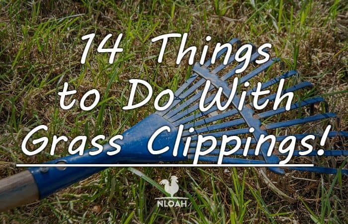 grass clippings main
