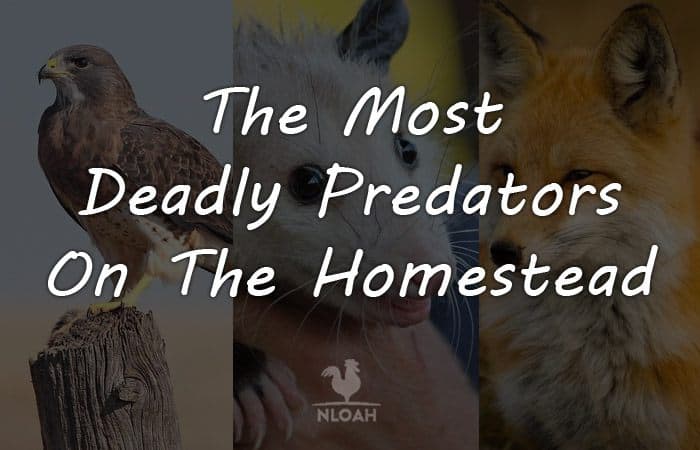 homestead predators logo