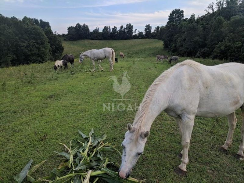 horses eating corn stalks