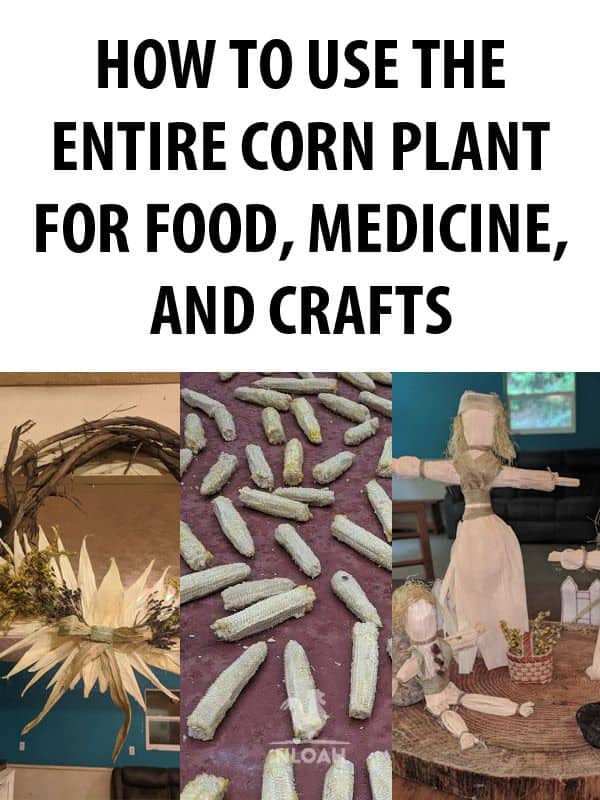 using the corn plant pinterest
