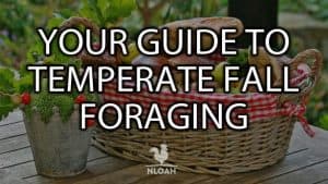 temperate fall foraging cover
