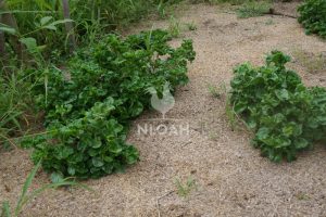 NATIVE PLANTS GROUND COVER SHEET MULCH