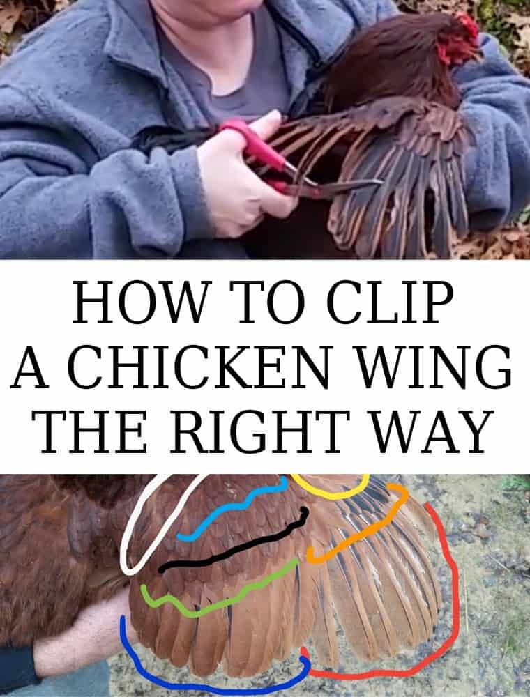 clipping chicken wings pinterest