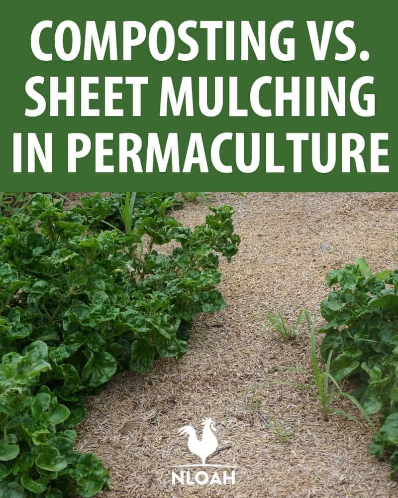 composting vs sheet mulching pinterest
