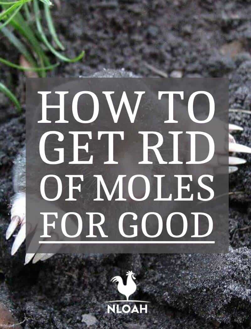 getting rid of moles Pinterest image