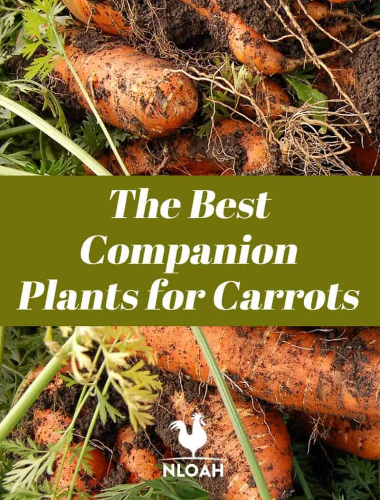 carrots companion plants pinterest