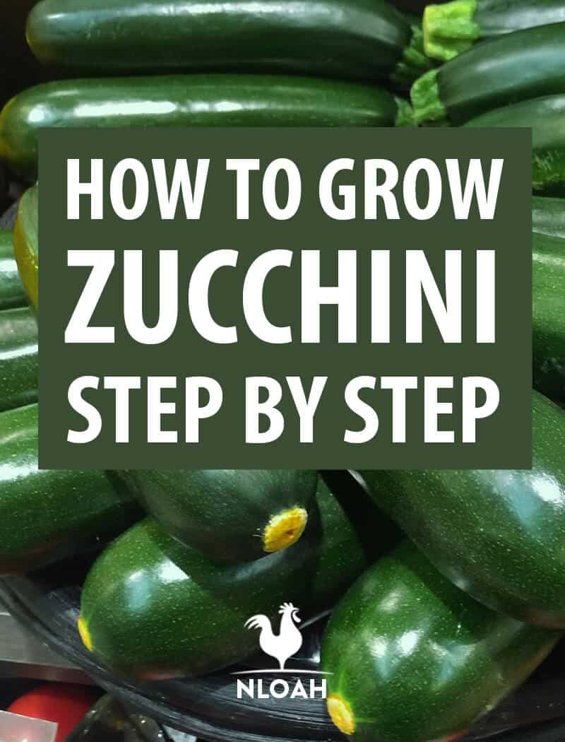 how to grow zucchini pin