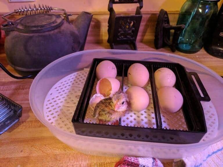 newly born baby chick in incubator