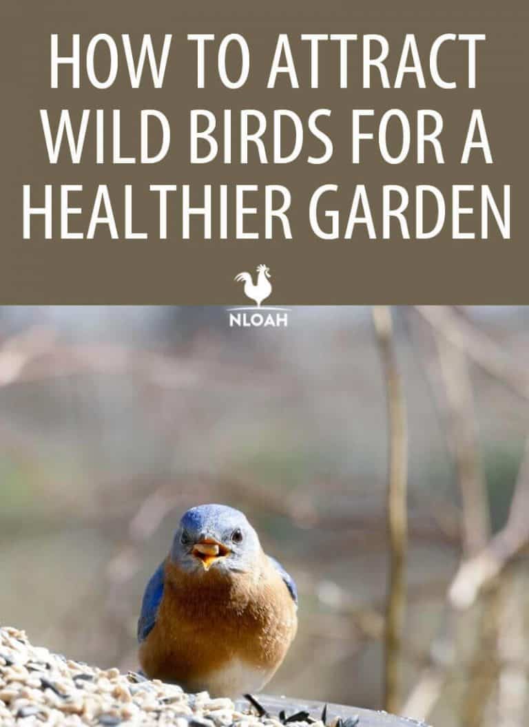 How to Attract Wild Birds for a Healthier Garden