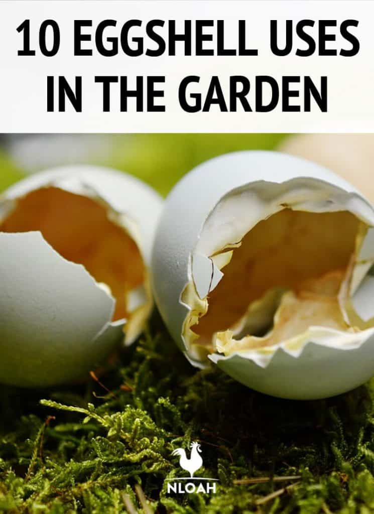 garden eggshell uses pinterest
