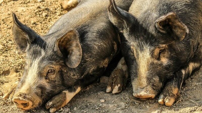 How Many Pigs per Acre of Land Should You Raise? • New Life On A