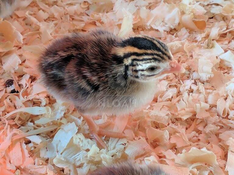 baby guinea chick