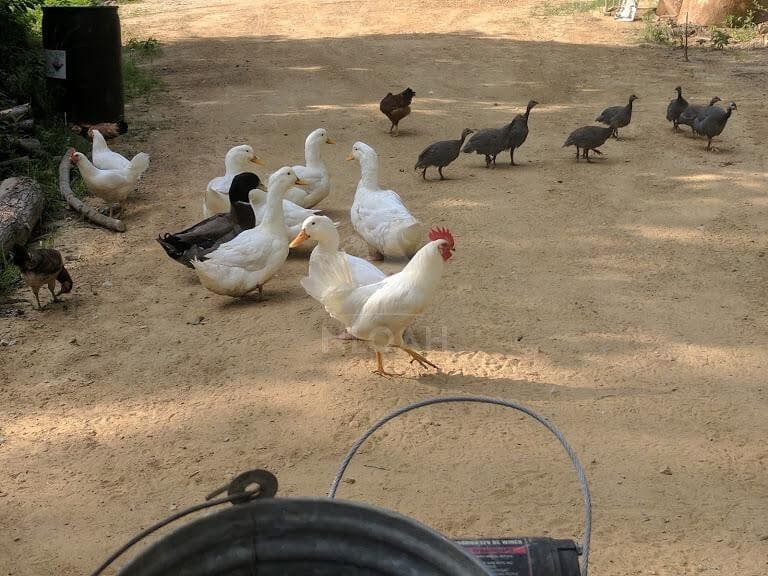 ducks guineas and a rooster