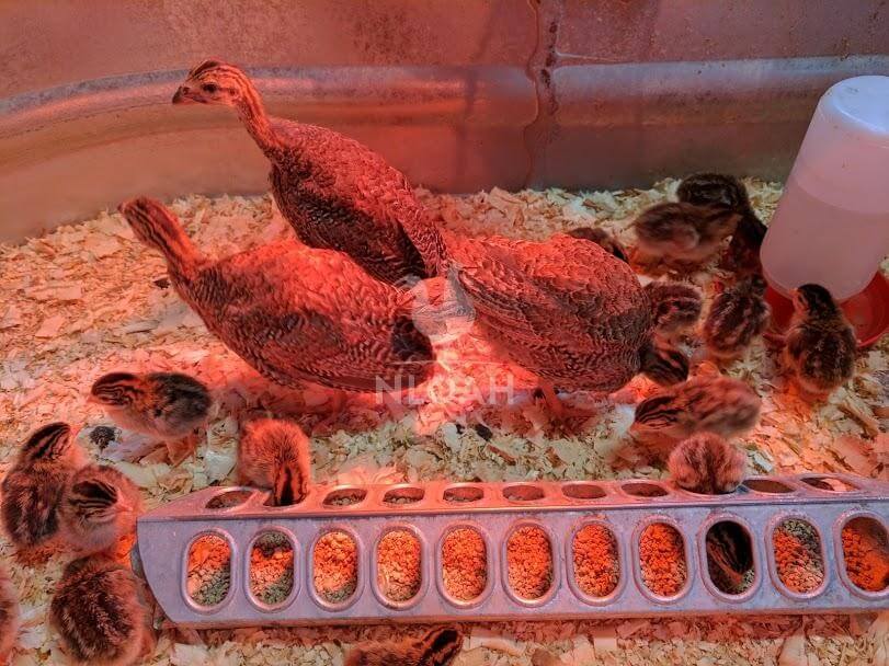 guineas baby chicks in the incubator