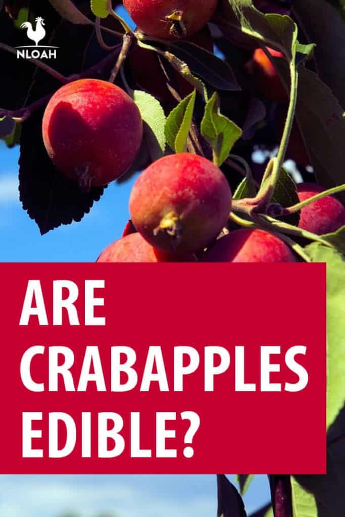 are crabapples edible pinterest