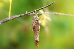 bagworm larva