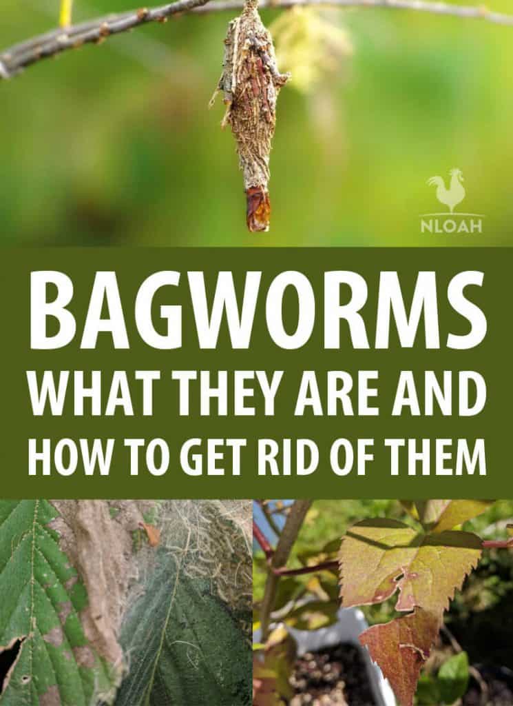 bagworms pinterest