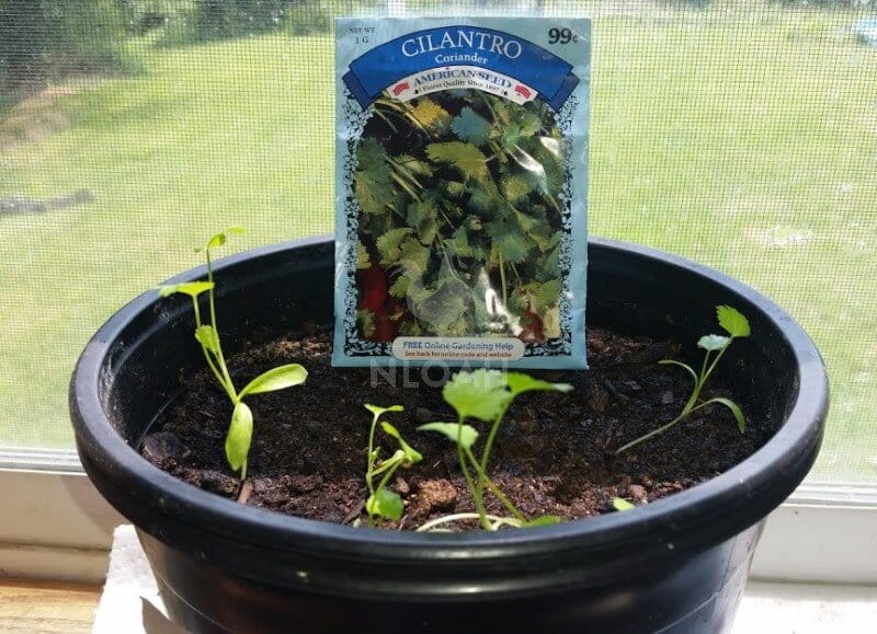 cilantro pot and seeds pack near the window