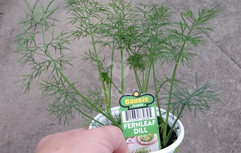 How to care for dill plants