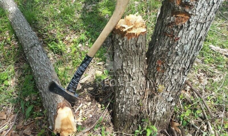 felling tree with axe featured