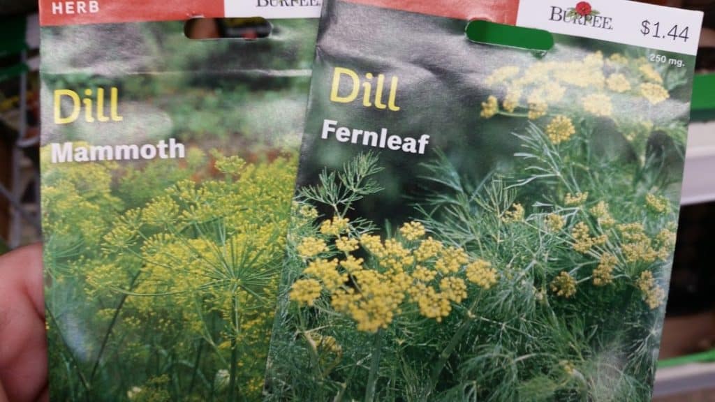 packs of dill seeds (different varieties)