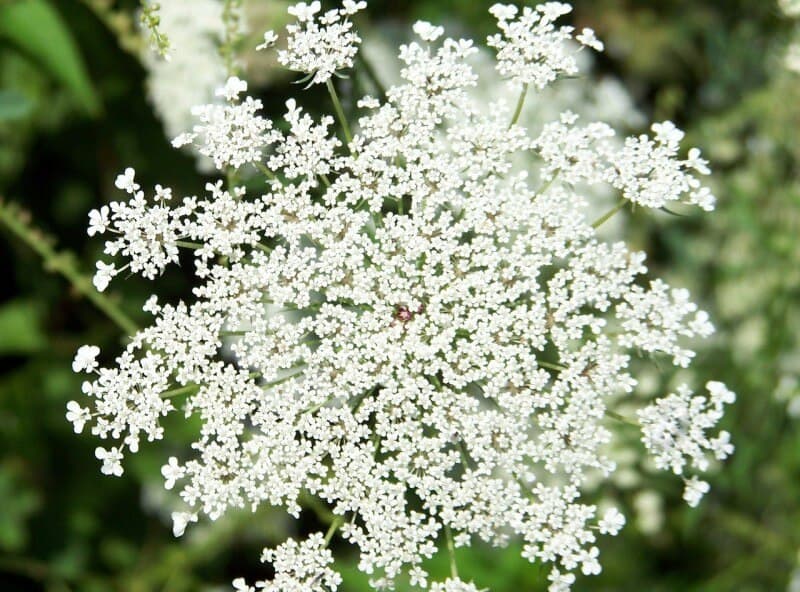 Queen Anne’s Lace