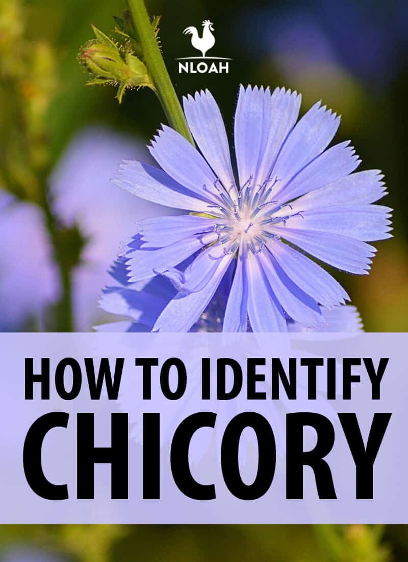 Chicory: How To Find And Use This Powerful Plant – TUZZF