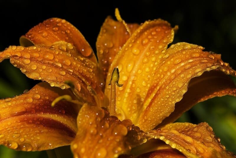 daylily flower