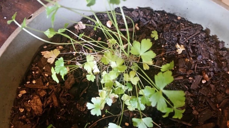 flat-leaf parsley in a container