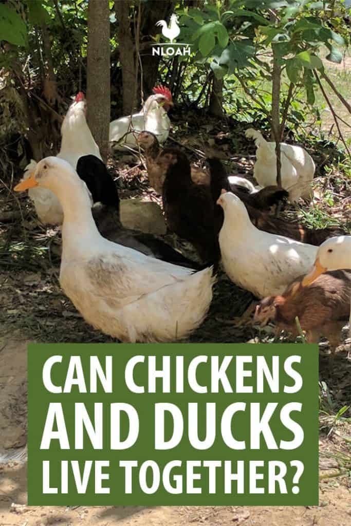 chickens ducks together Pinterest image