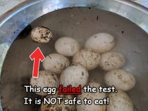 egg that failed the floating test