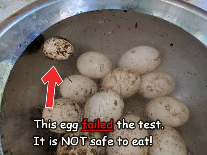 egg that failed the floating test