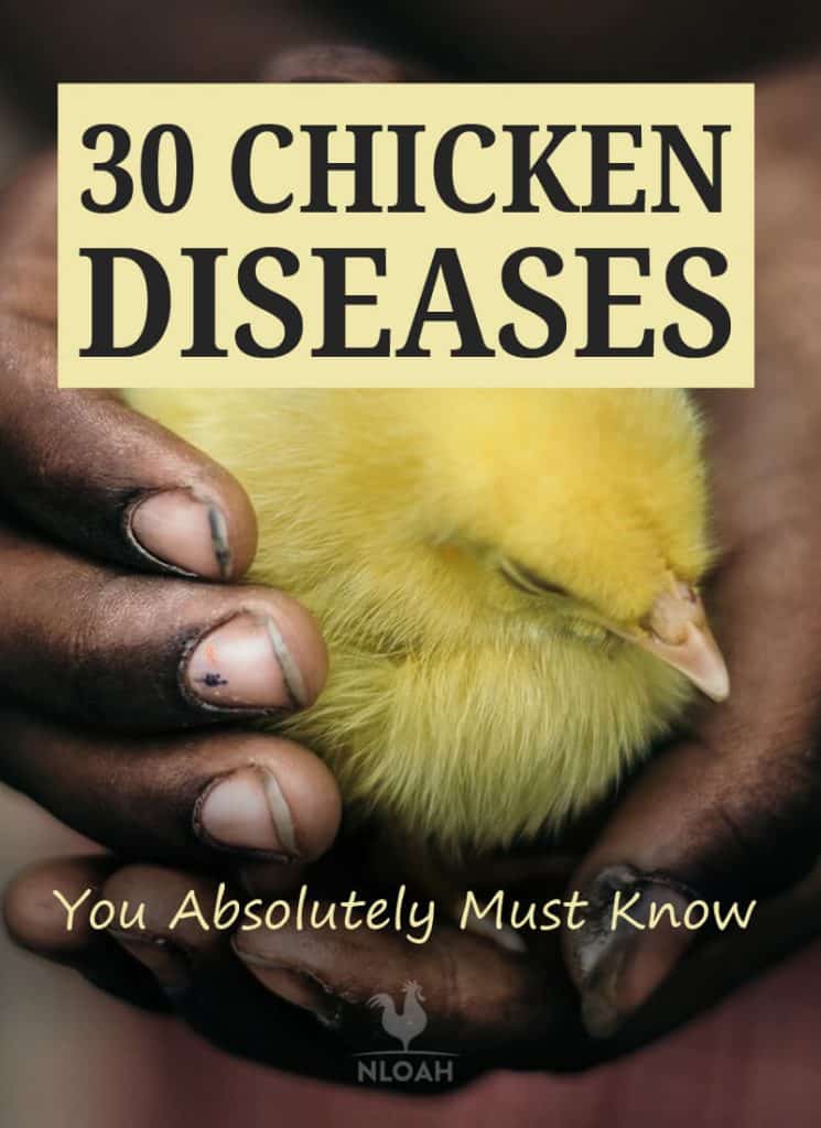 chicken diseases Pinterest